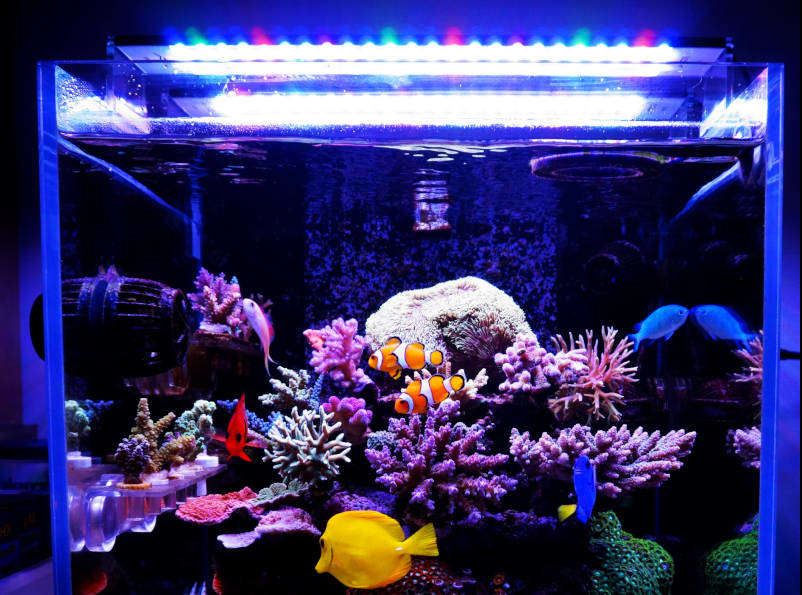 Acuario marino iluminado por la pantalla led Chihiros marine led light.