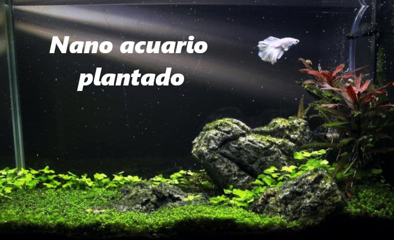 Nano acuario plantado de color negro, lleno de plantas, rocas y un pez betta blanco.