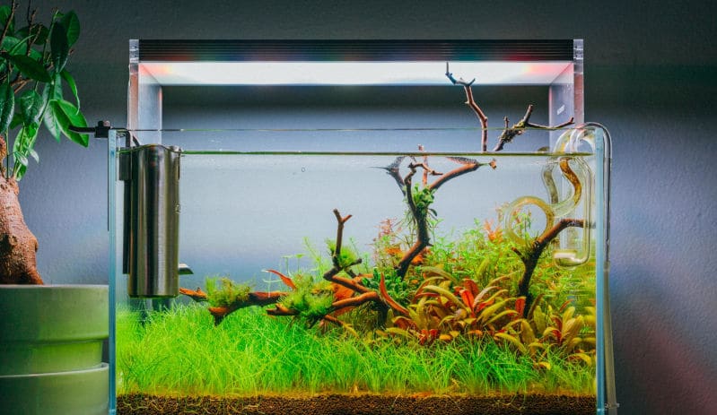 Nano acuario plantado lleno de plantas de color rojo y verde.
