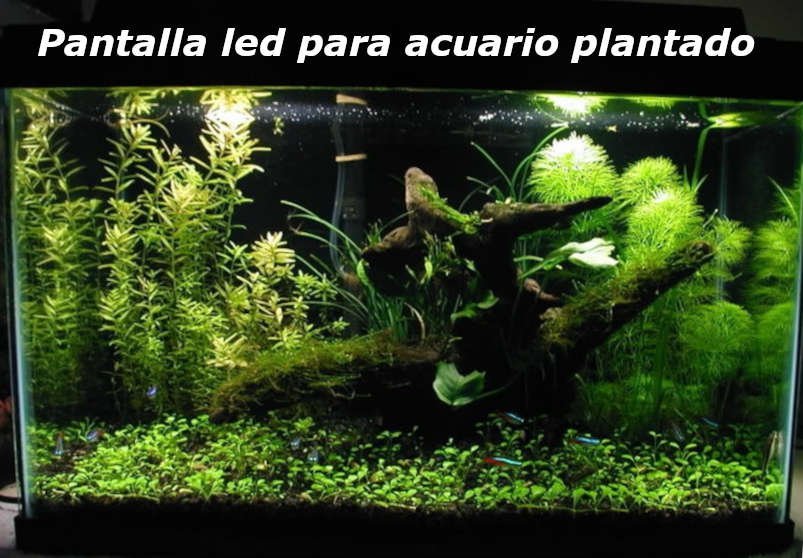 pantalla led acuario plantado