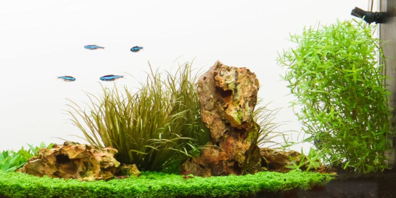 Nano acuario plantado lleno de peces pequeños, plantas acuáticas y rocas.