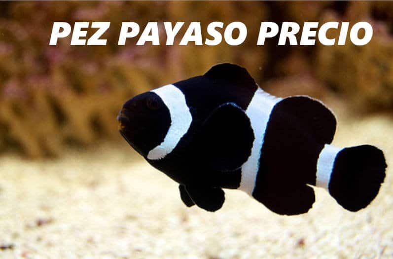 Pez payaso de color negro con rayas blancas nadando en un acuario.