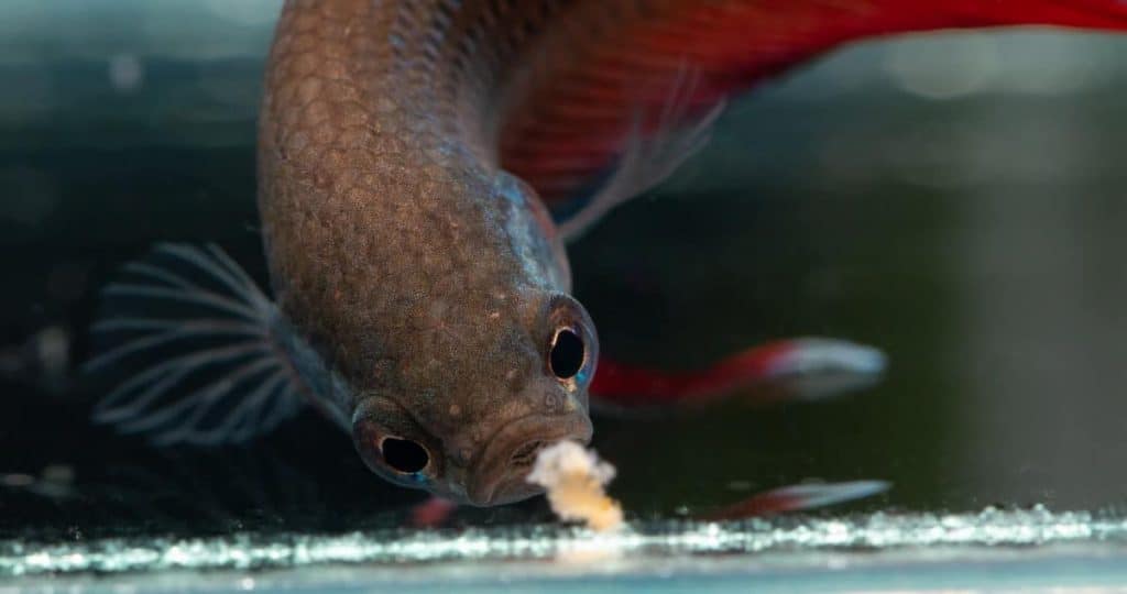 Un pez betta comiendo comida casera para peces betta